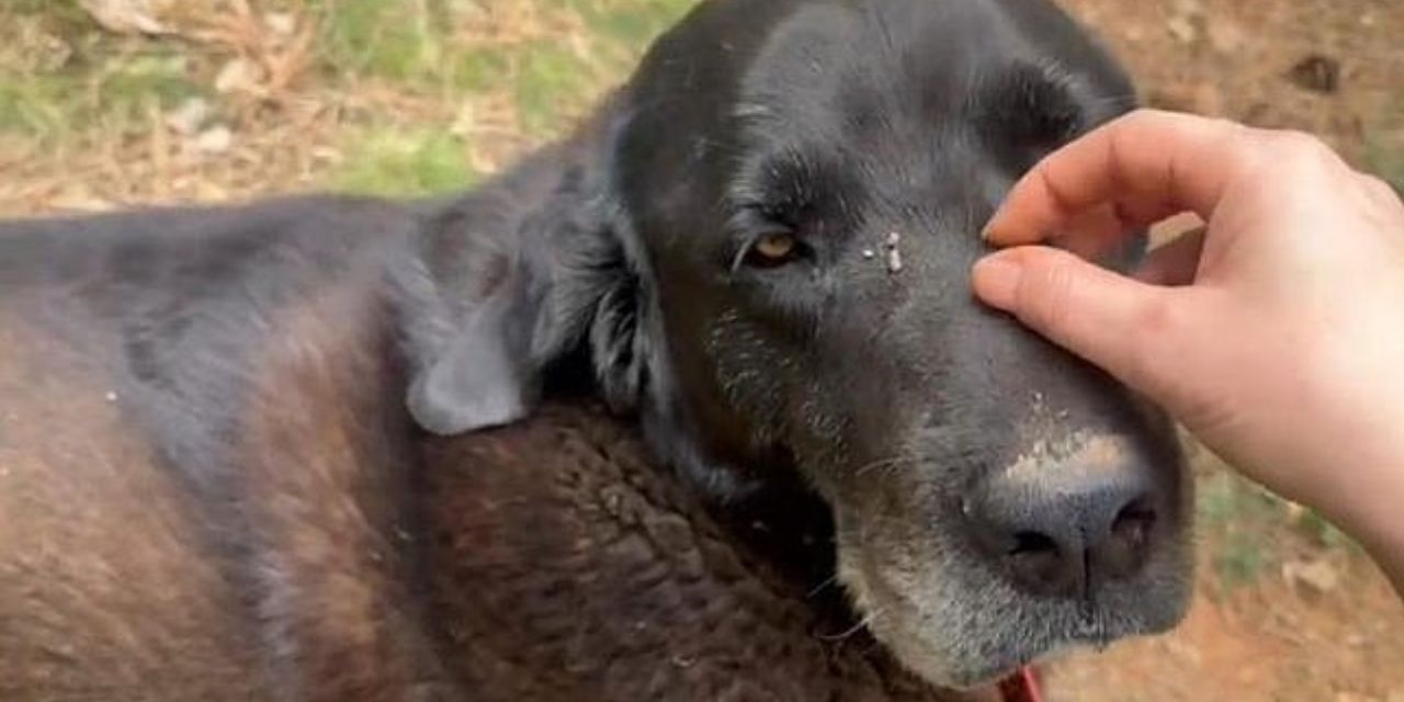 Ankara'da Otomobil Yol Kenarında Uyuyan Köpeğin Üstünden Geçti!