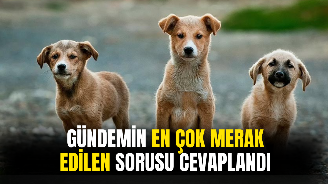 Gündemin En Çok Merak Edilen Sorusuna Cevap Geldi