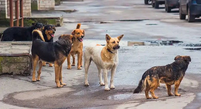 Ankara Valiliğinden "hastalık taşıyan köpeklerin kente getirildiği" iddialarına açıklama