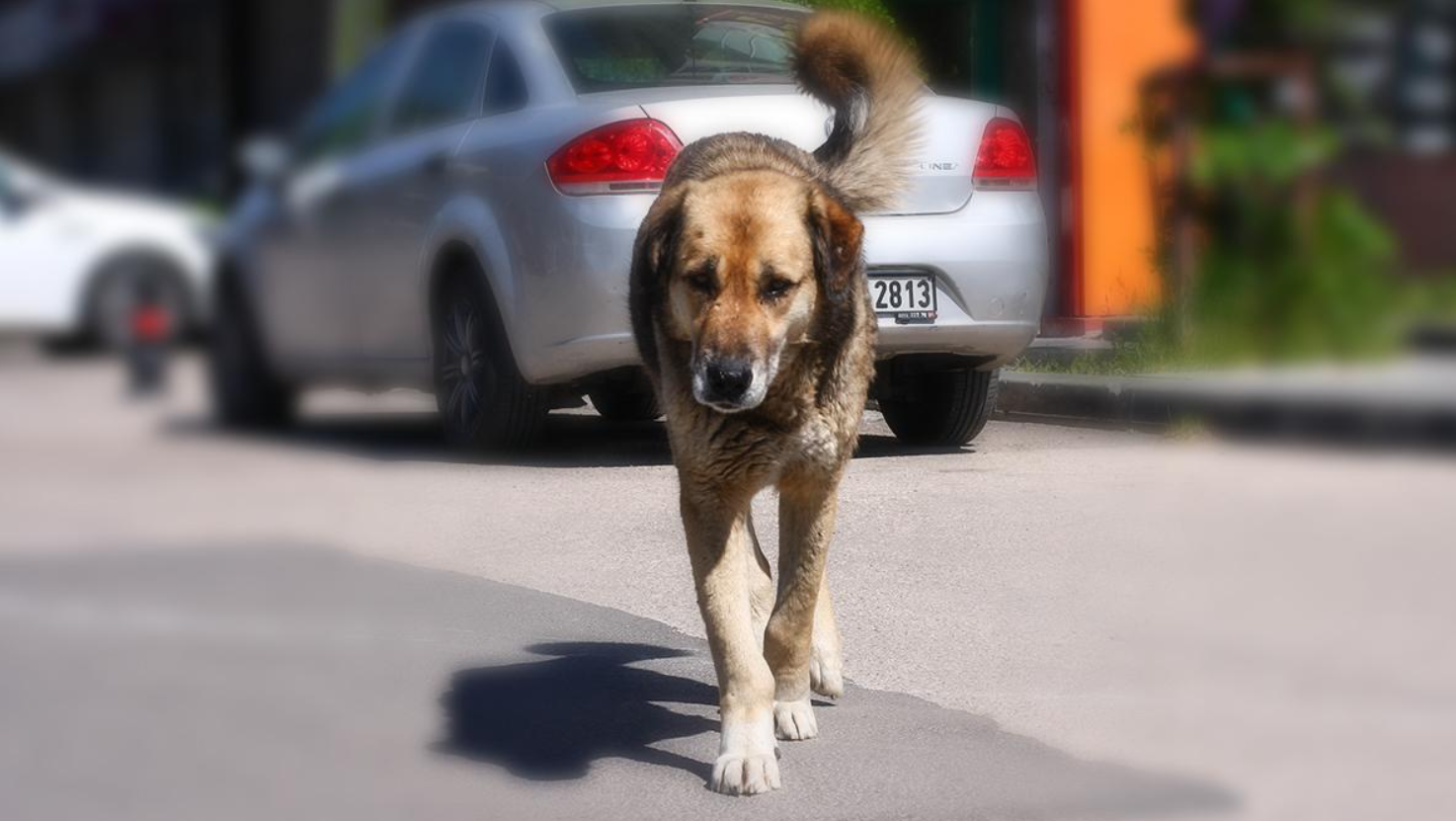 Hastalıklı köpekleri Ankara'ya getiren 2 kişi hakkında dava açıldı