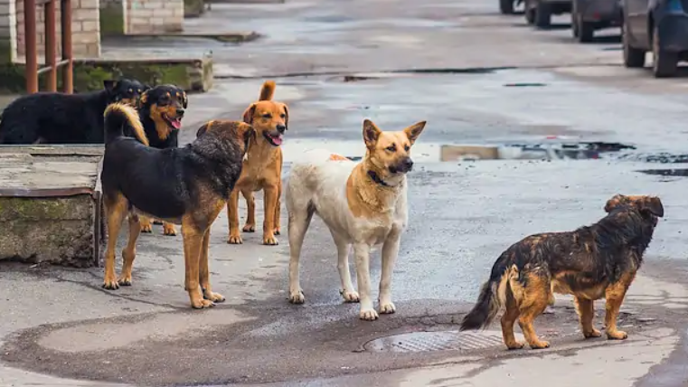 Başıboş köpeklerin saldırısına uğrayan minik Tunahan'a deri nakli