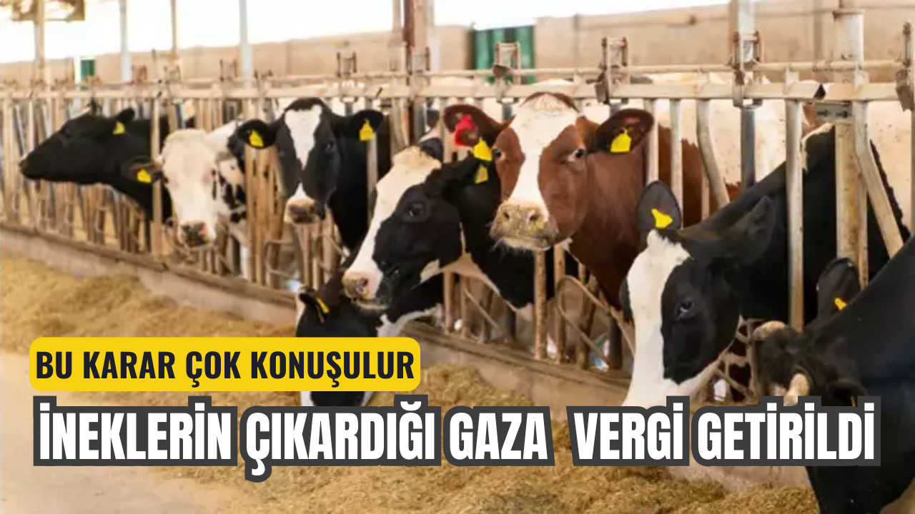 Büyükbaş havyan sahiplerine kötü haber: Gaz vergisi...