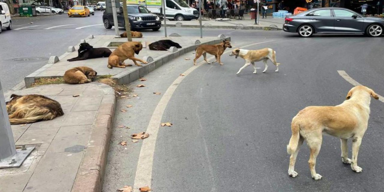 Ankara Altındağ'da başıboş köpekler parkta oynayan kız çocuğuna saldırdı