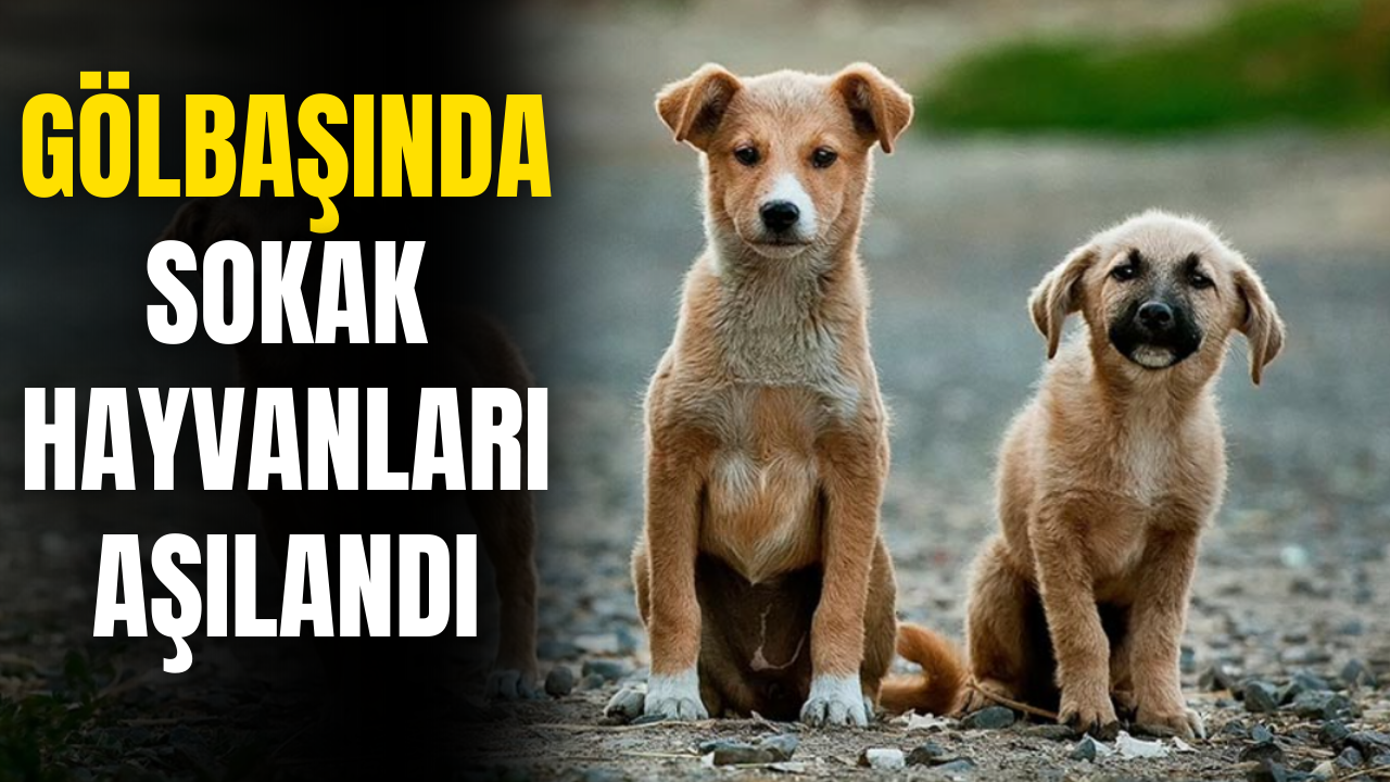 Gölbaşı’ında sokak hayvanları aşılandı