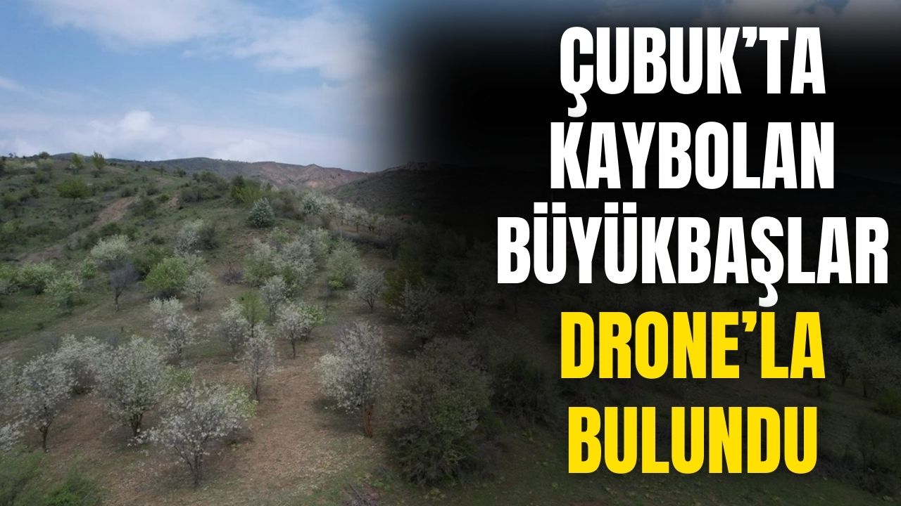 Çubuk'ta kaybolan büyükbaş hayvanlar dronla bulundu