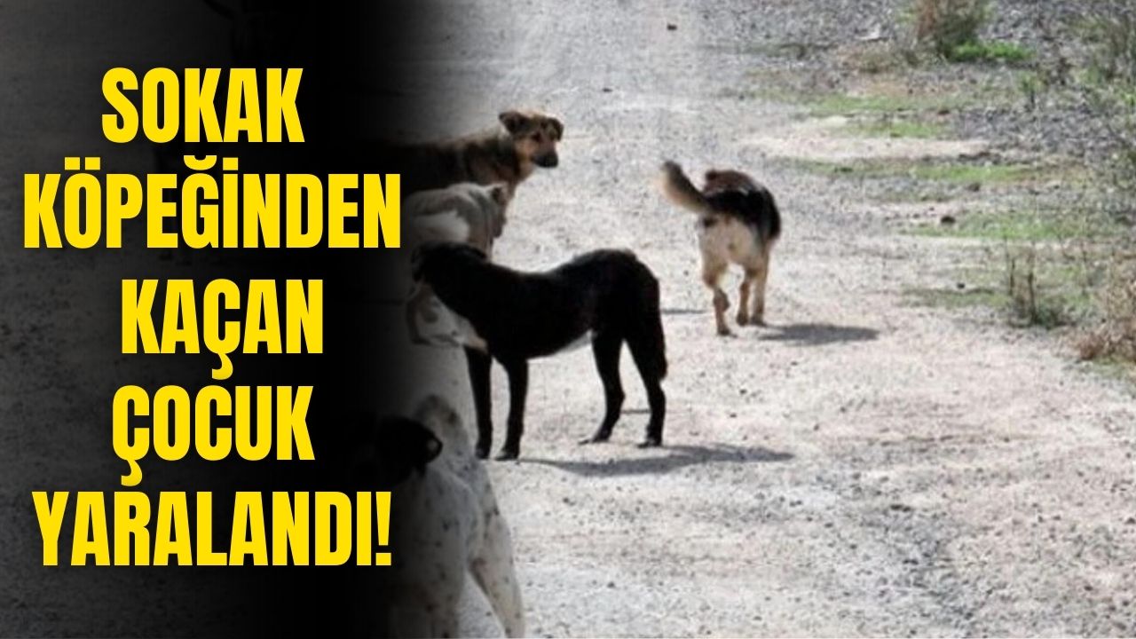 Köpekten kaçan çocuk yaralandı! Olay yeri Ankara