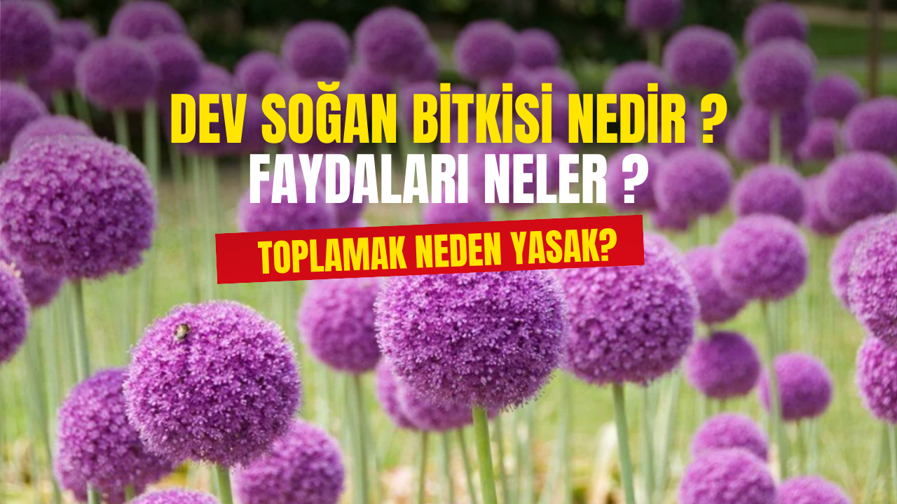 Dev Soğan Bitkisi Nedir, Faydaları Nelerdir? Dev Soğan Bitkisini Toplamak Neden Yasak ?