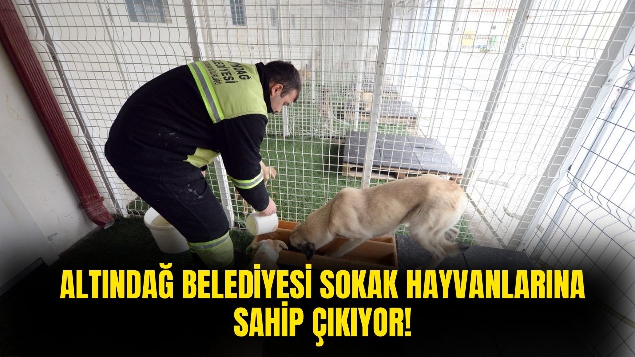 Altındağ Belediyesi'nden hayvansever adım! Veteriner kliniği ve barındırma hizmeti veriliyor