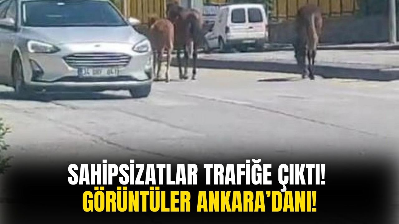 Görüntüler Ankara'dan! Sahipsiz Atlar Trafikte Zor Anlar Yaşattı